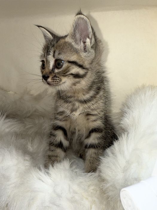 продаётся кошка 1 месячная