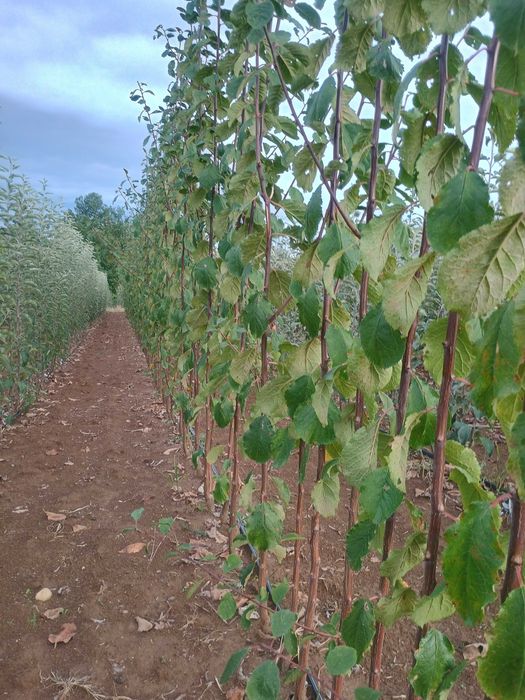 Vand pomi fructiferi