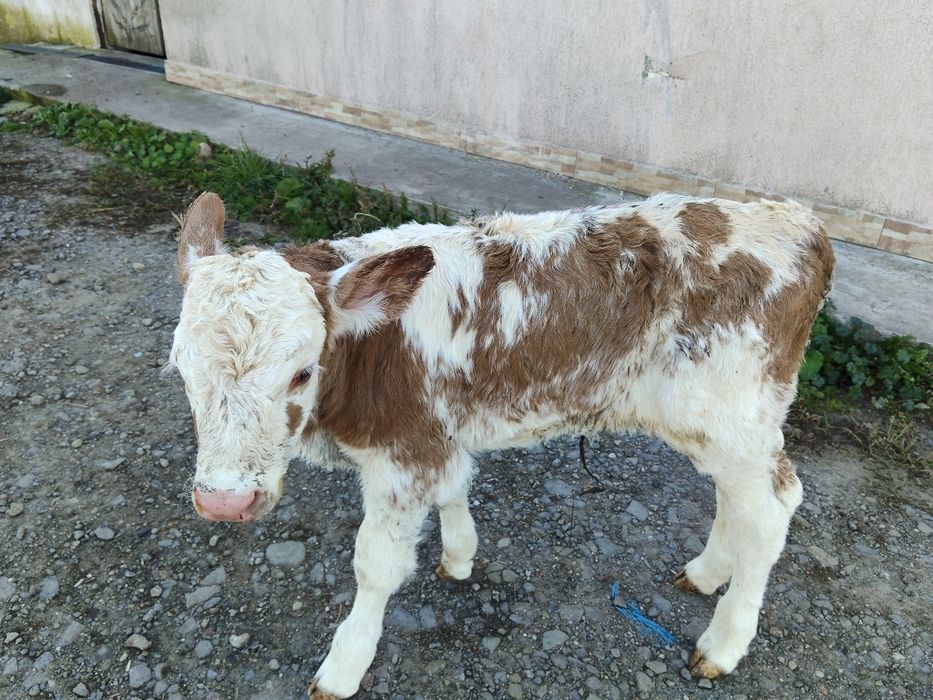 Două vitele și un tăuraș
