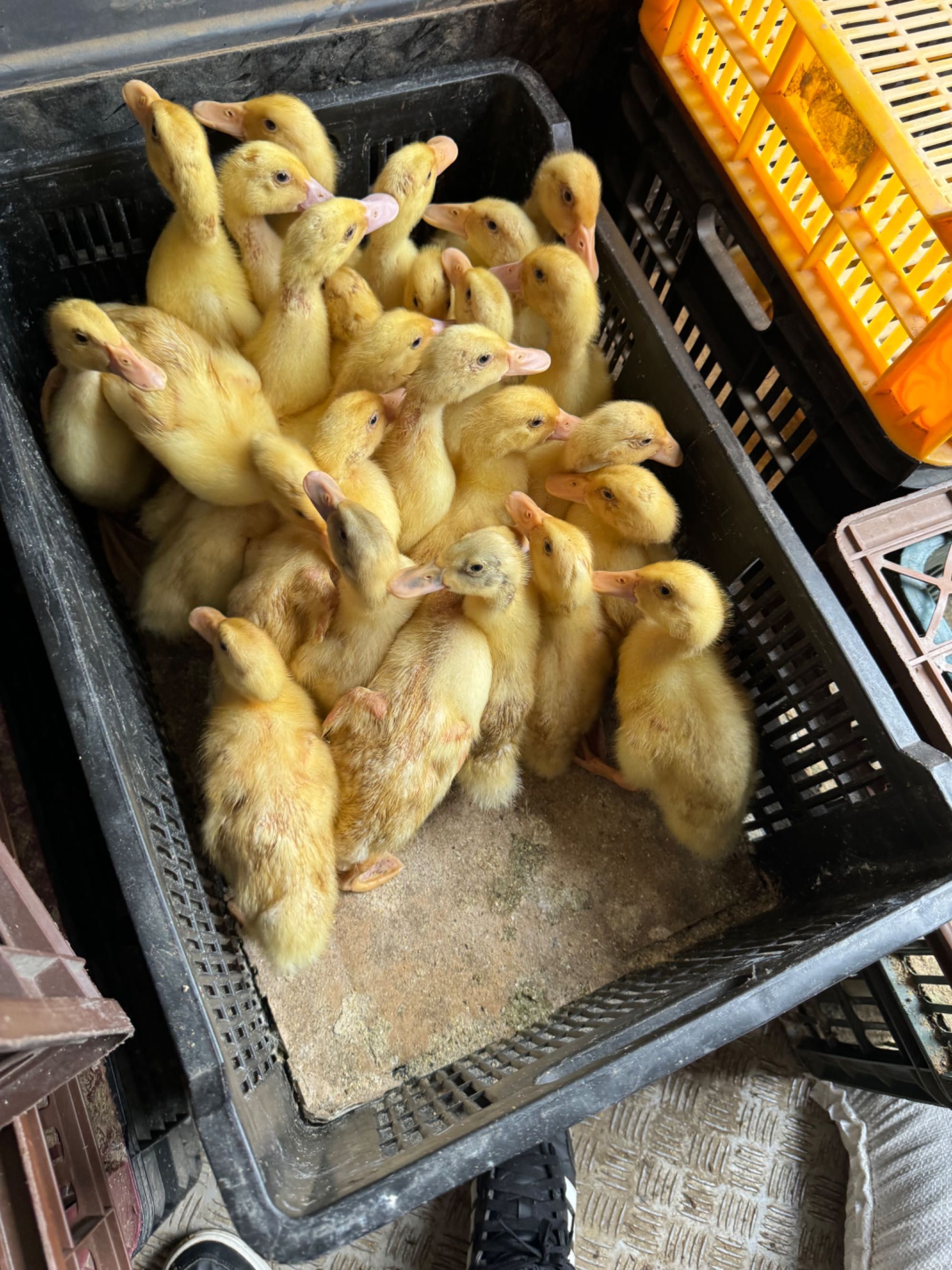 Boboci de rață Pekin