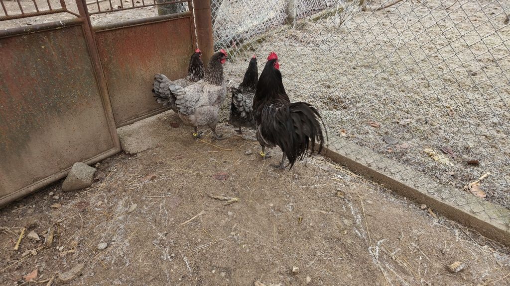 Ouă și pui de australorp albastru