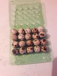 Перепелинные яйца,порода манжуры.цена 25 тг.за шт.