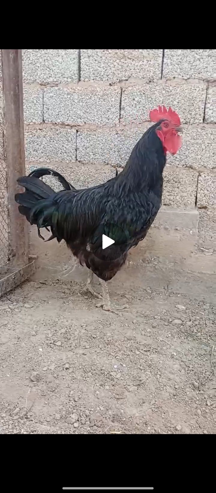 Jersiy gigant sotiladi