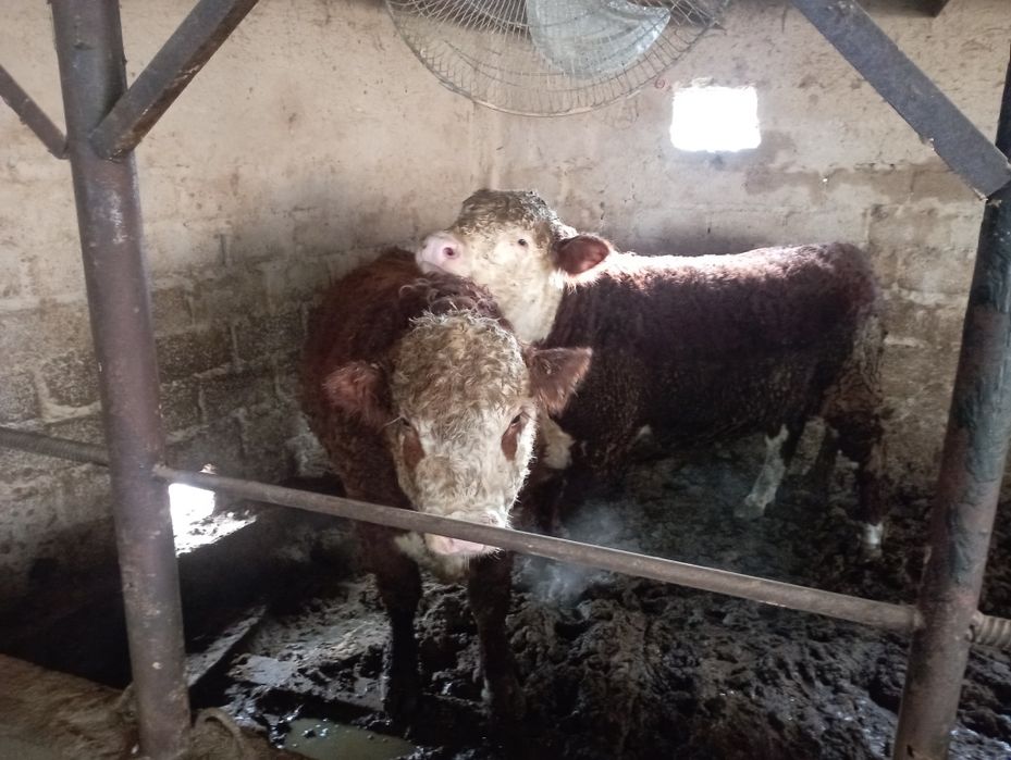 Букалар сотилади