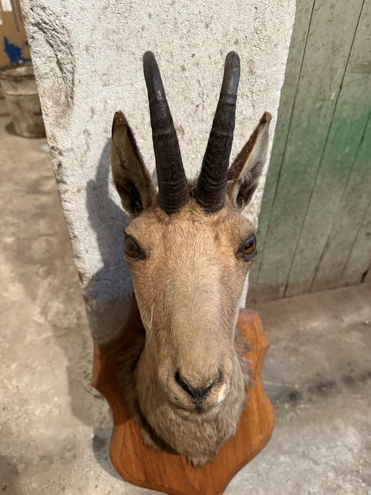 Продавам препарирана коза