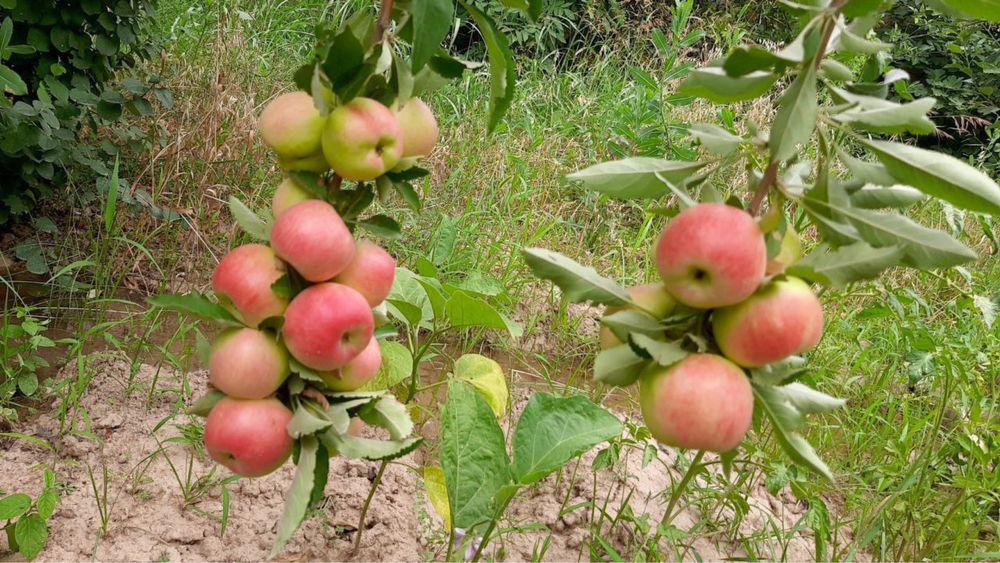 Янгийўлда арзон ҳовли сотилади !