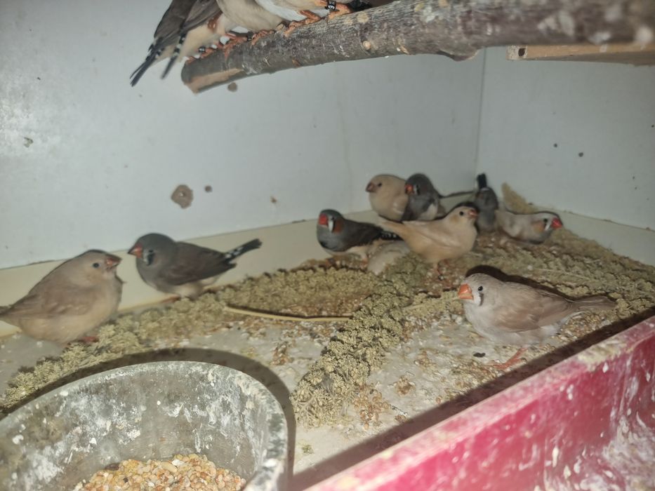 Zebrute australiene tinere