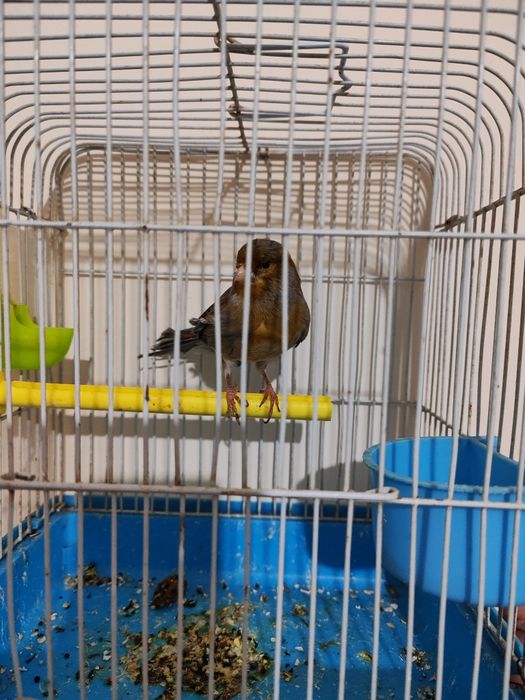 Хар хил канарейкалар бор жуфтлар хам бор