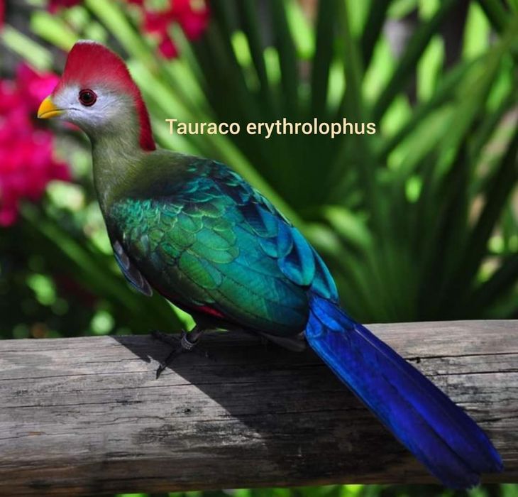 Райская птица и турако, тухум сотилмиди