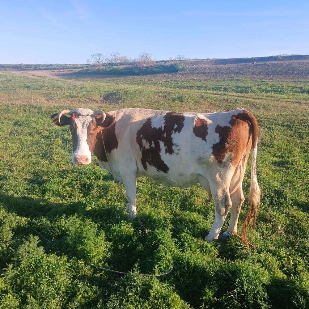 Vand vaca gestanta in 3 luni