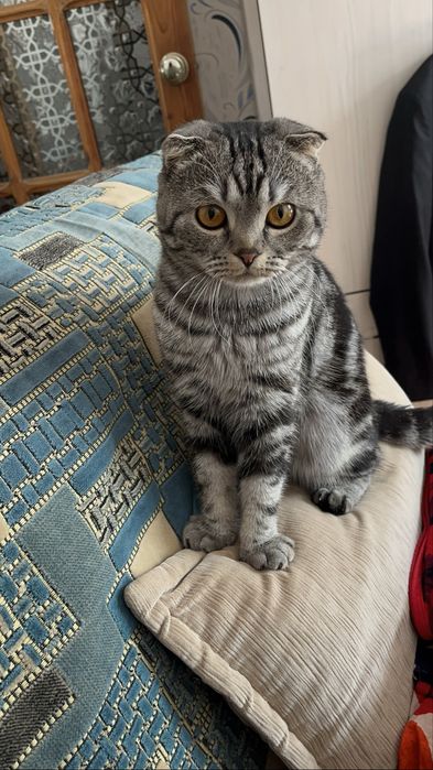 Вязка шотландского вислоухого кота