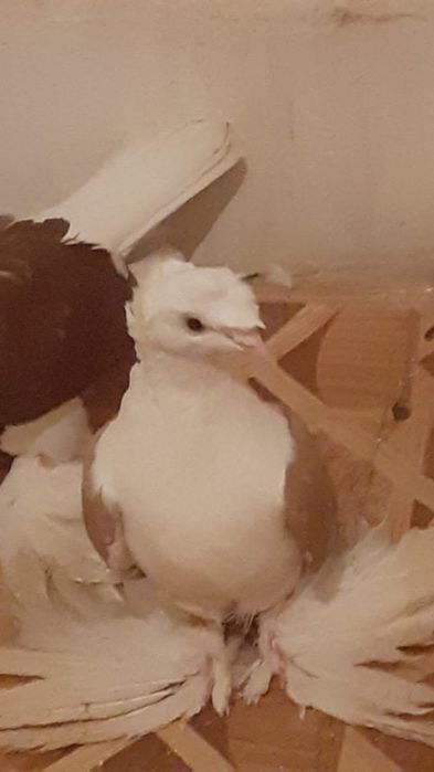 Продам голубей, взрослых и молодых