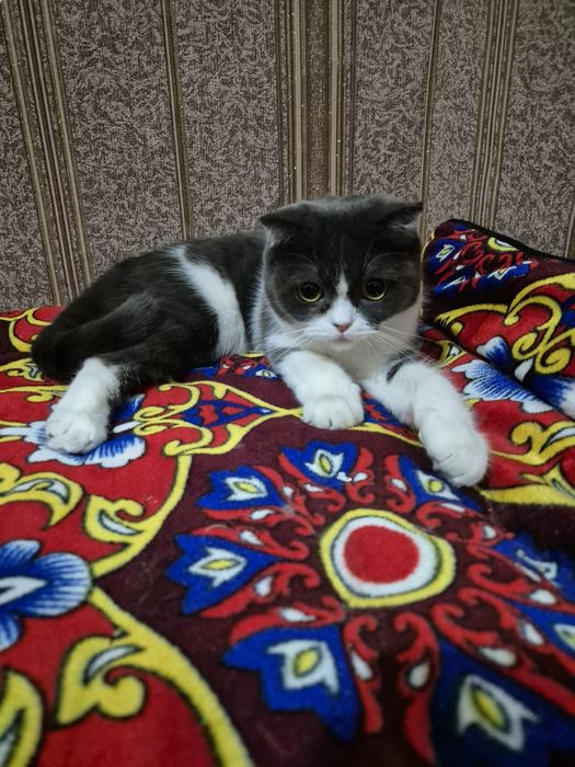 Sotiladi arzon narxda