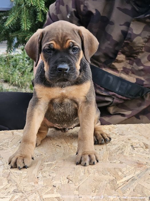 Căței cane corso