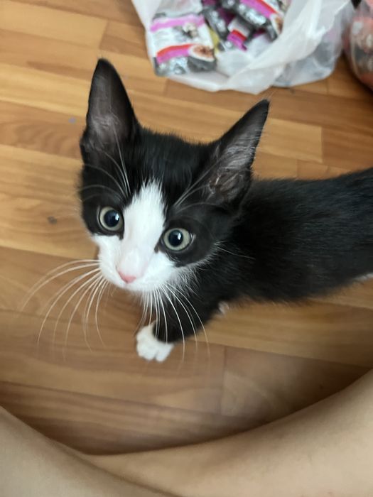 Продается котенок 2 мес