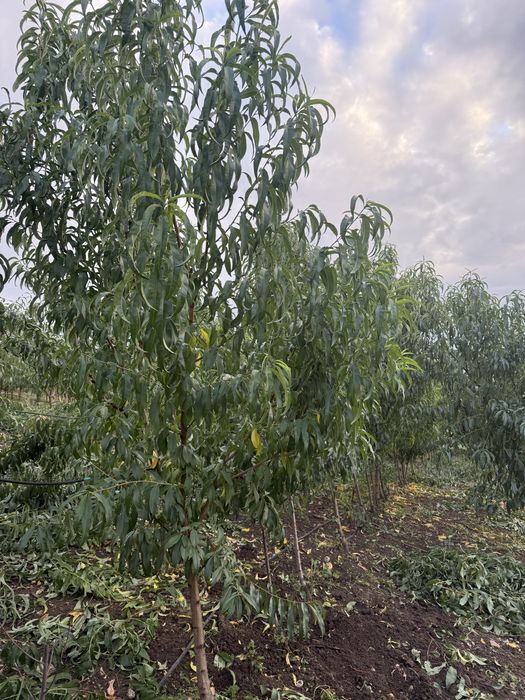 Pomi  Fructiferi