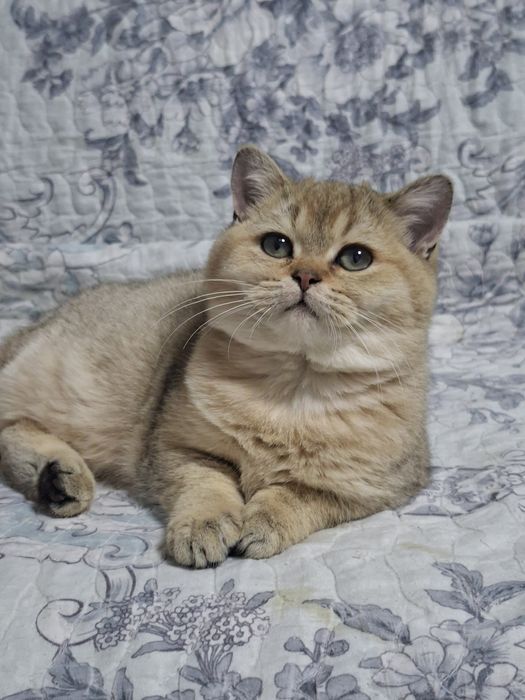 Мальчик  британец  шиншила