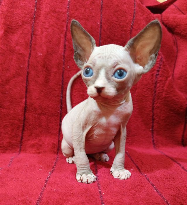 Сфинкс канадский мальчик