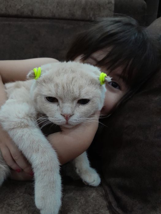 Fold va Strayt mushuk og'il qiz