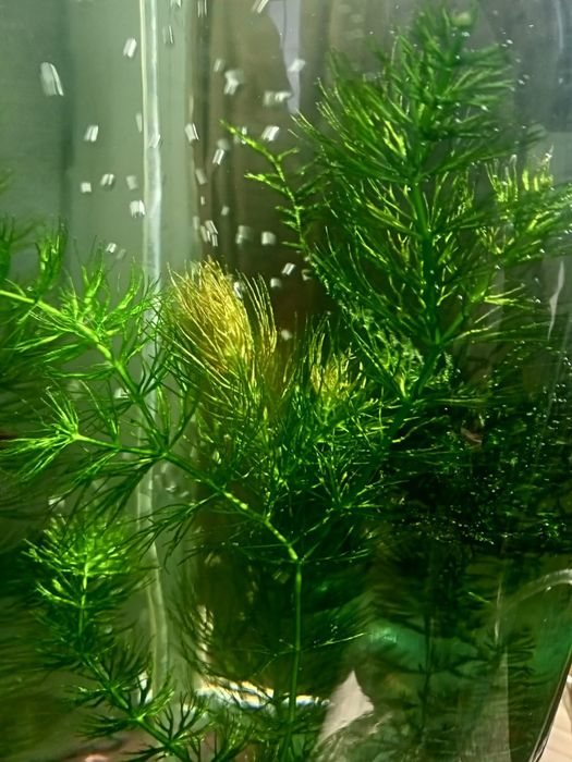 Растение роголистник 500тг.