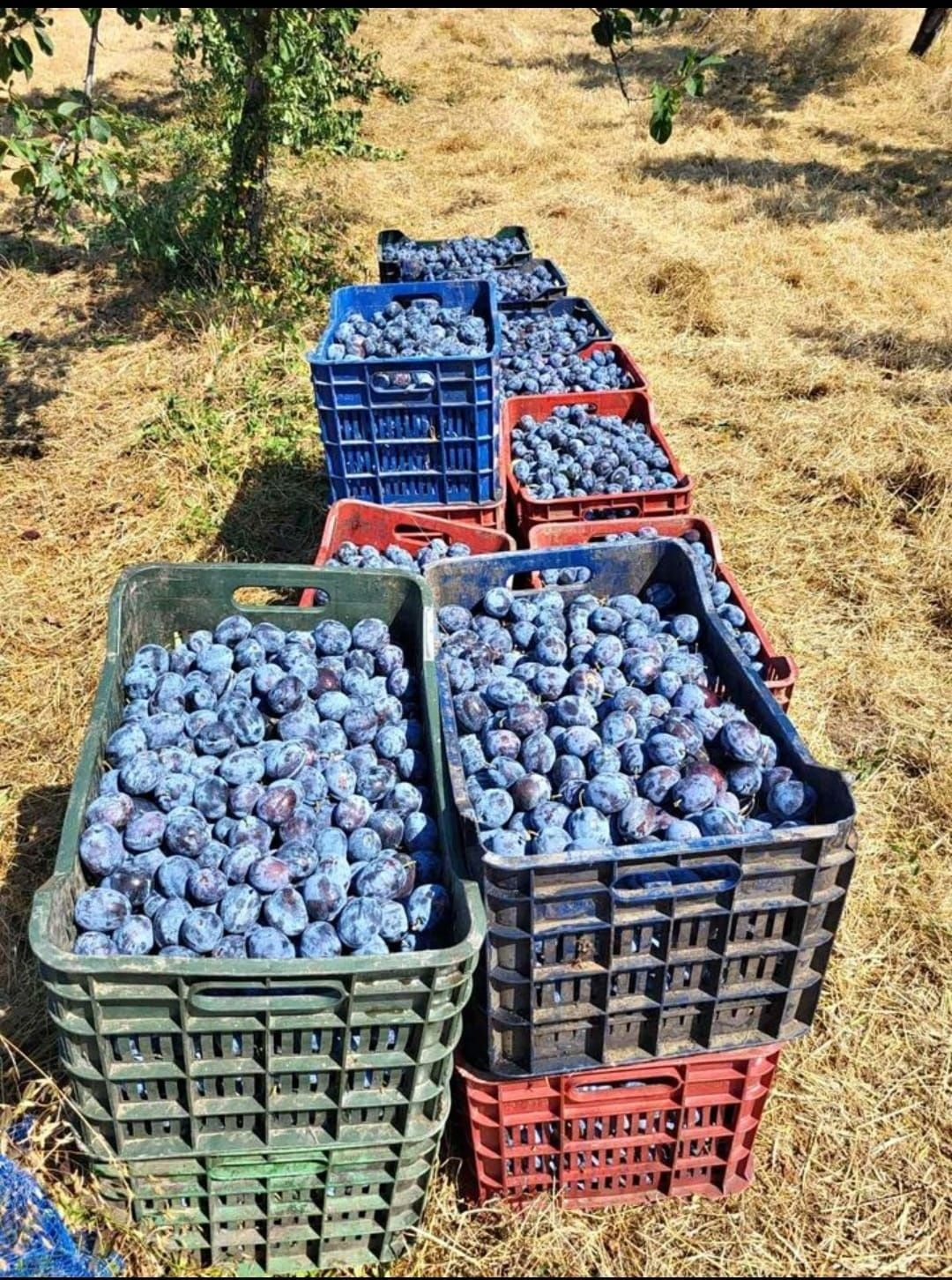 Prune pentru țuică și pălinca
