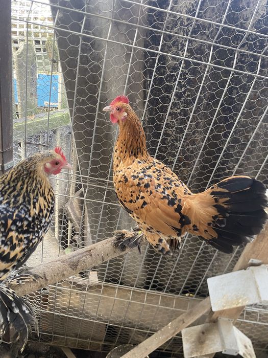 Doua perechi mii de flori