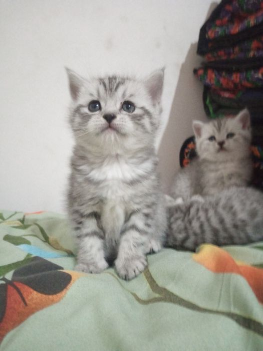 Мушукчалар сотилади!!!