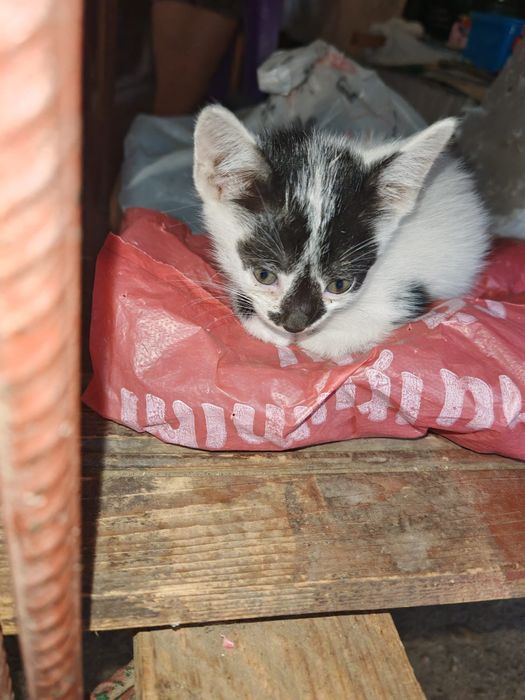 Pisici pentru adoptie