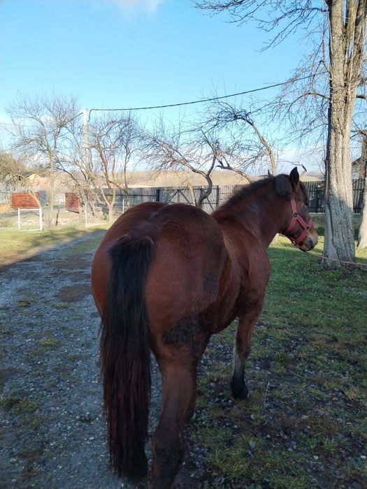 Vând manza de un an și 4 luni cuminte