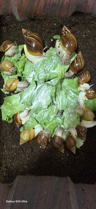 Улиткалар соглом