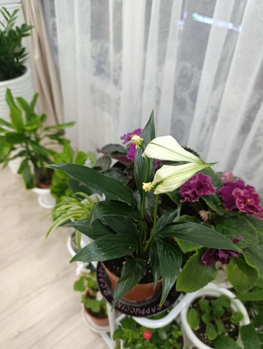 Женское счастье -комнатное растение