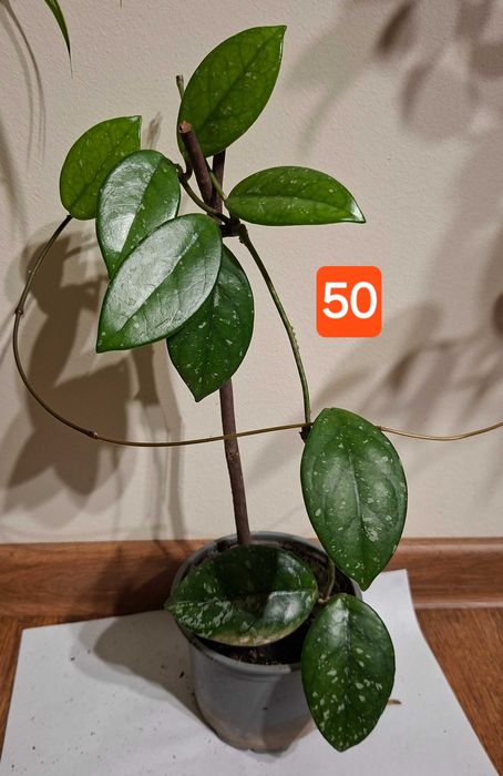 hoya carnosa, lacrima maicii domnului