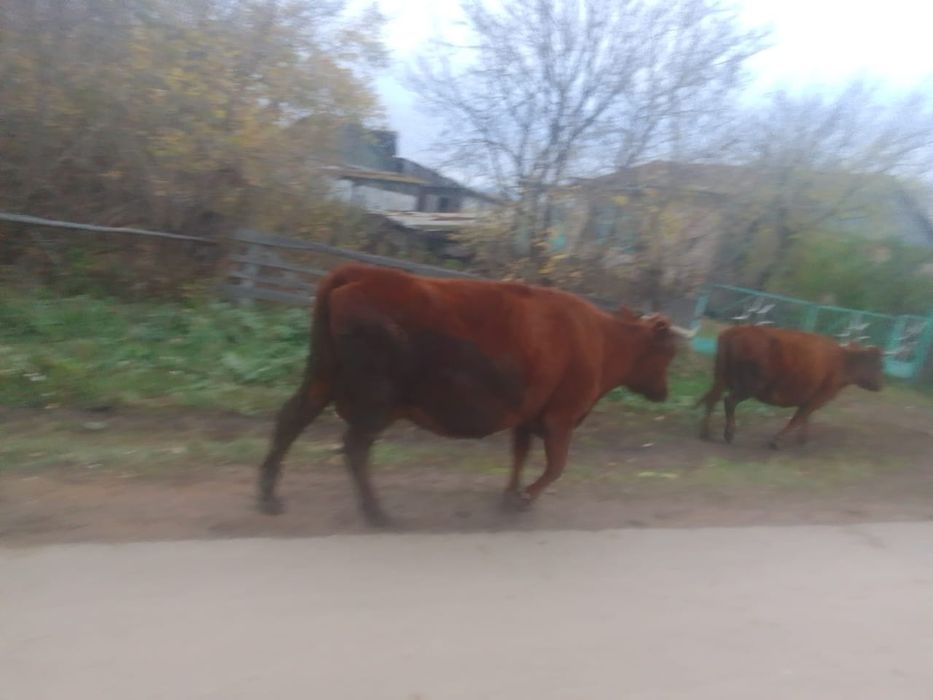 Продам корову 600000 срочно