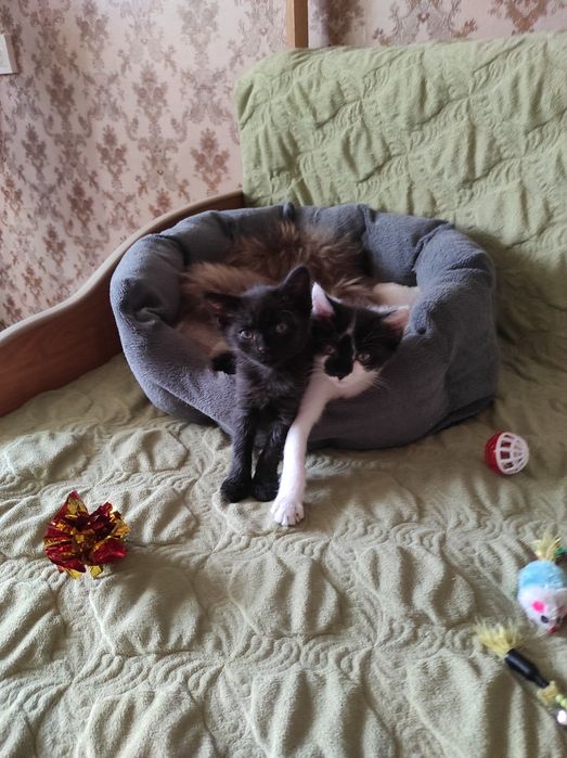 Отдам в д о б р ы е. ,л ю б я щ и е р у к и  к о т я т