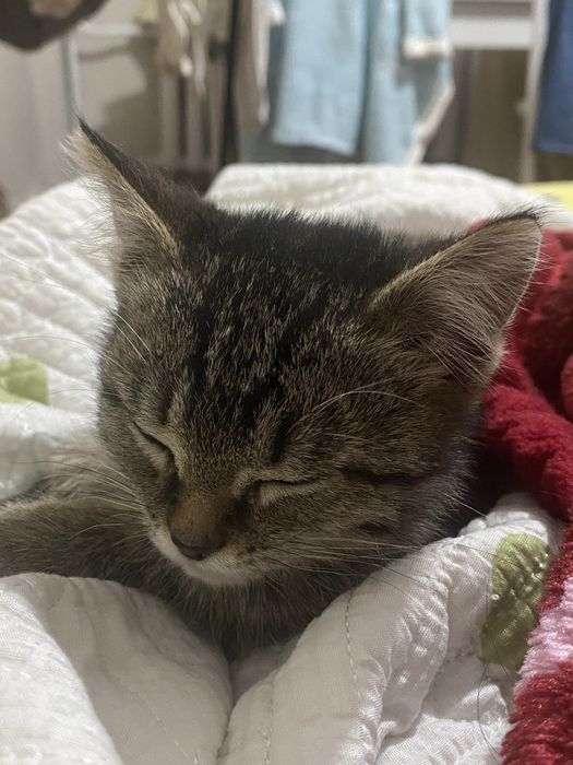 Отдам котёнка бесплатно