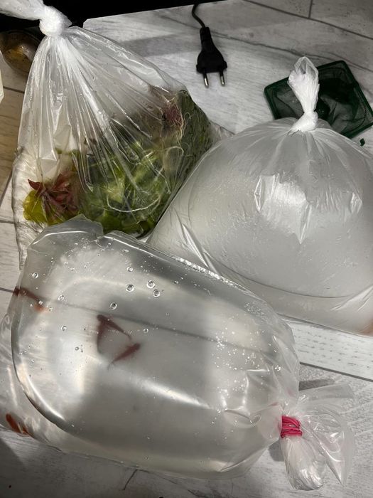 Рыбы меченосцы разные