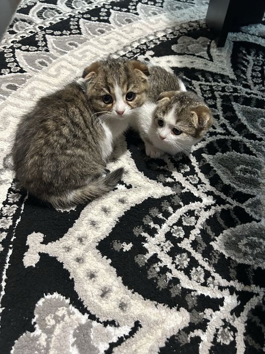 Шотландски британски чинчила котета