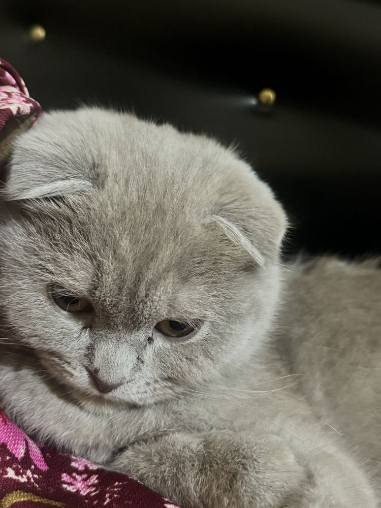 Фолд кот вязка