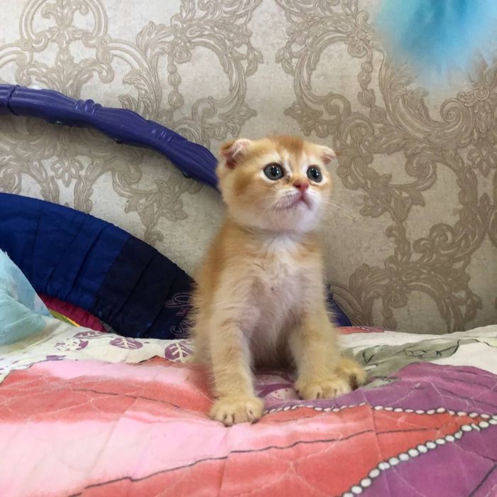 Spakoyni mushu bolasi toza zotli