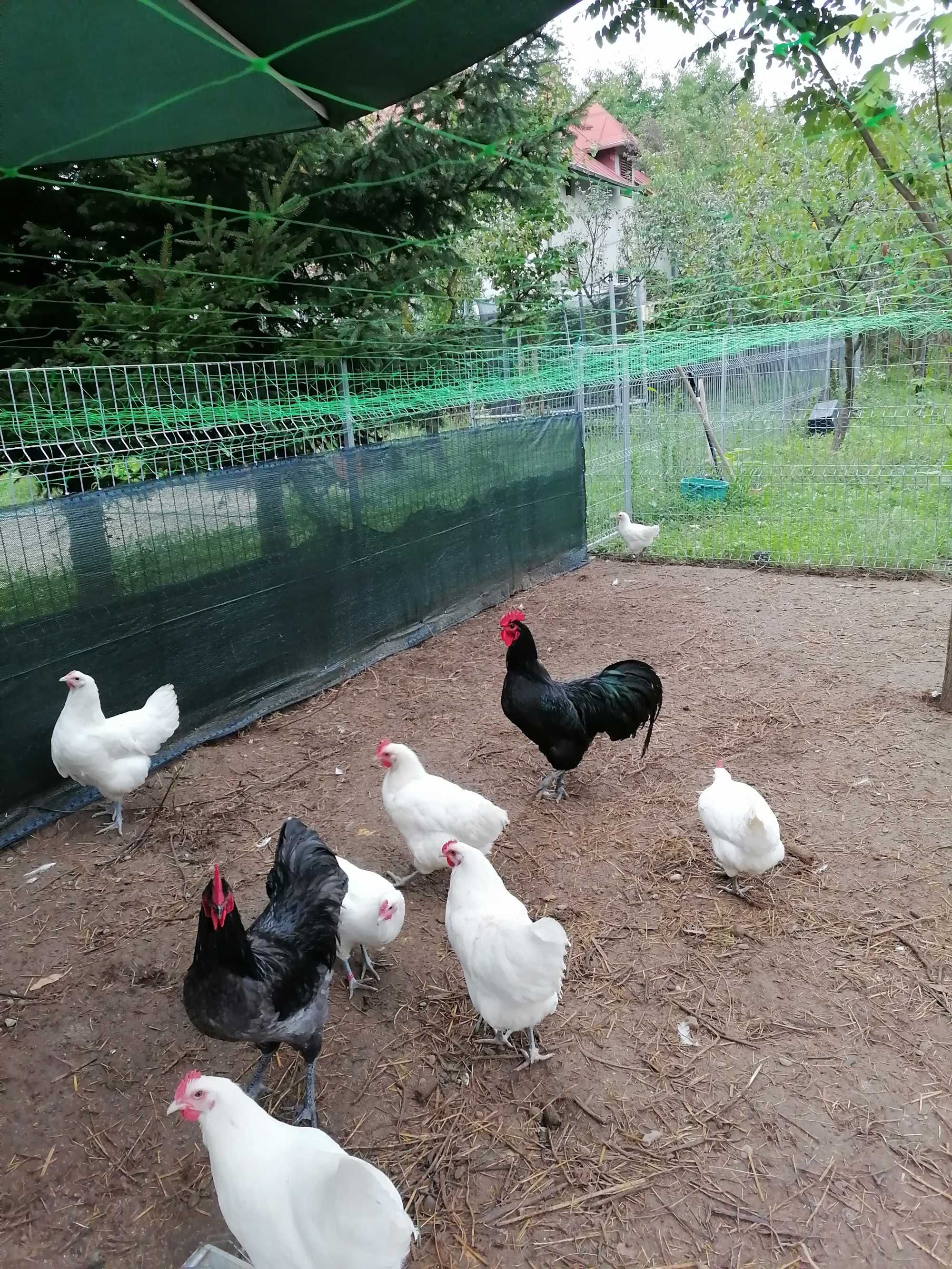 Cocosi tineret Australorp 2023 negru