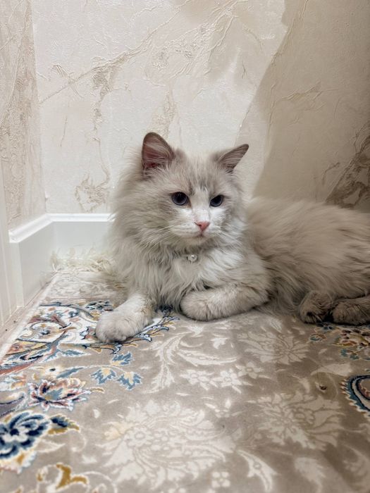 Кот породы регдолл/ ragdoll/ рэгдол