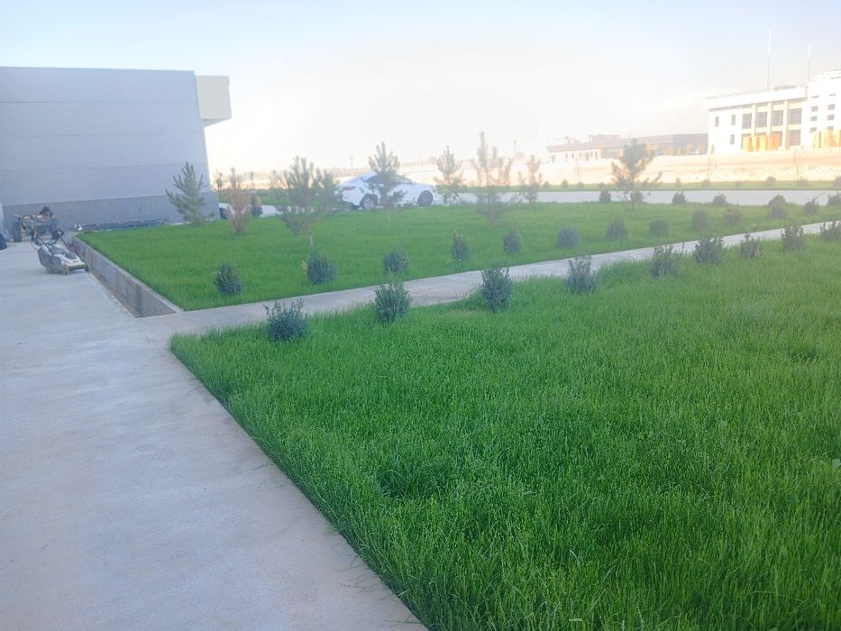 Gazon ekish.  xizmati