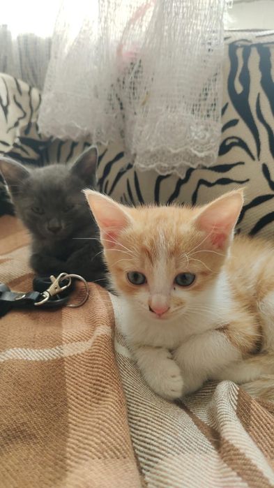 Отдам котят в заботливые руки