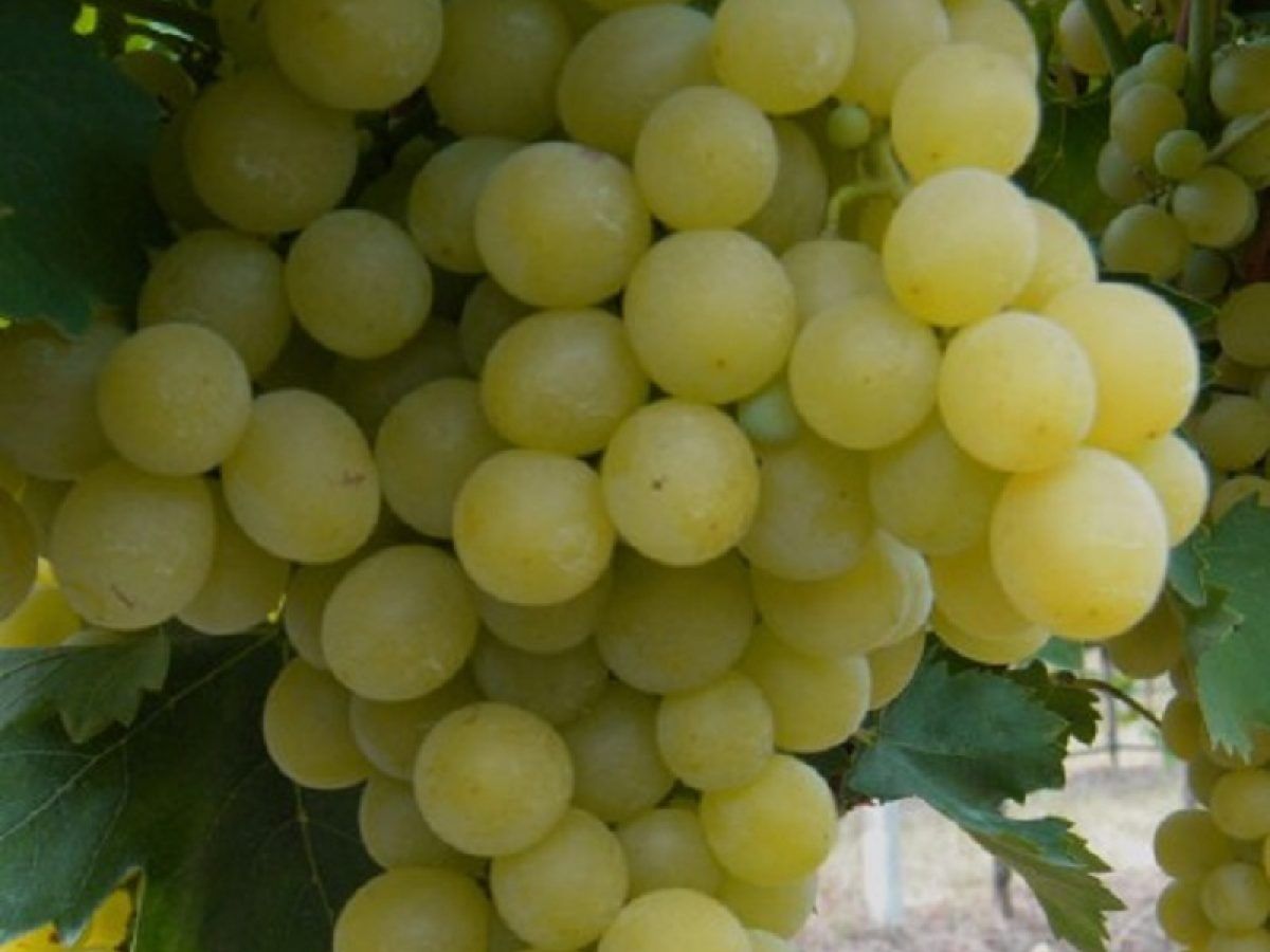 Vita de vie alba nobila de masa 28 de soiuri