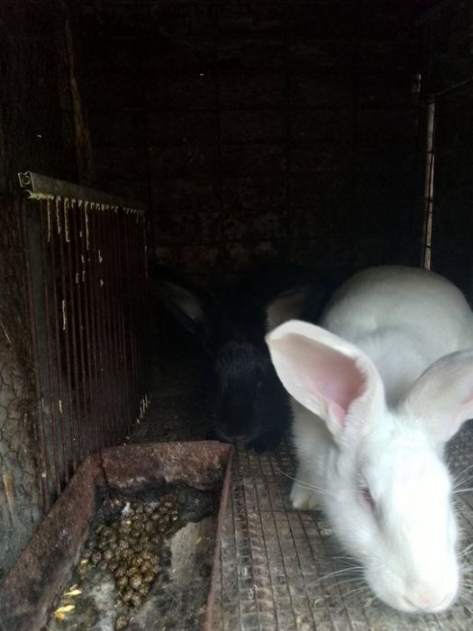 Зайци за продан ОХЛ