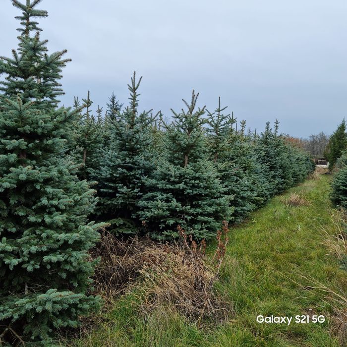 Brazi verzi si arginti