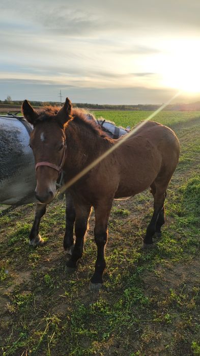 Manz de vanzare 6 luni