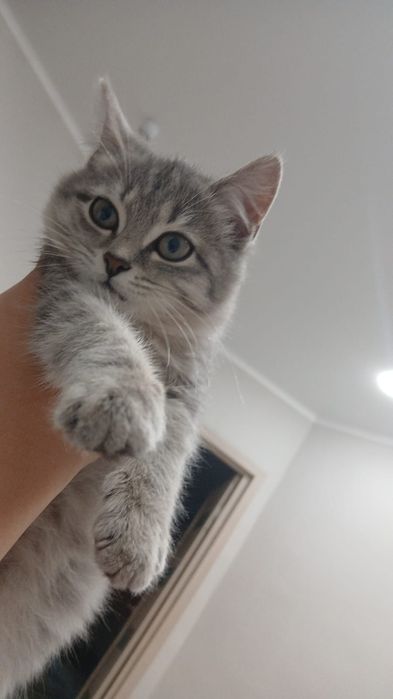 Отдам кошечку в добрые руки