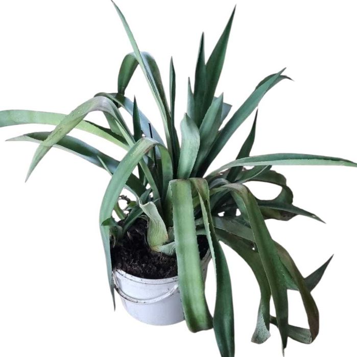 Продам недорого кружки 350 мл