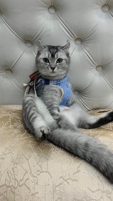Передержка кошек и котов
